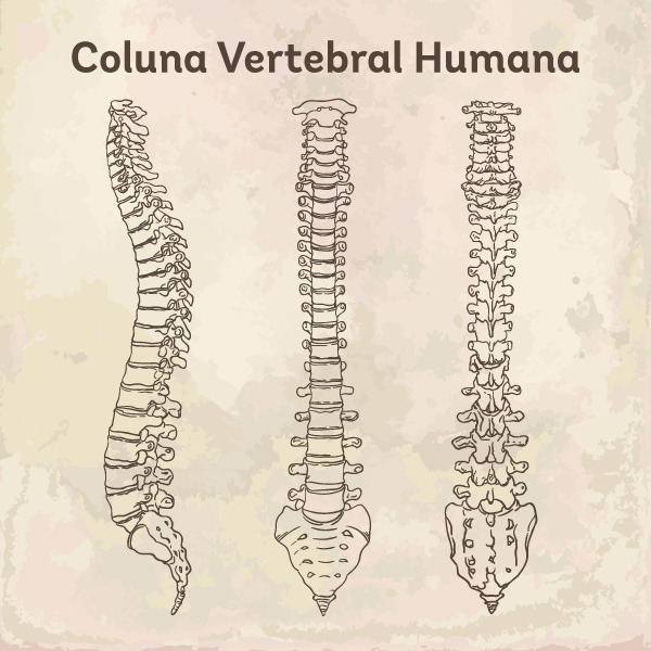 Três desenhos de colunas vertebrais humanas em posições diferentes