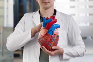 Médico segurando um modelo de um coração humano. Representação da arritmia cardíaca.